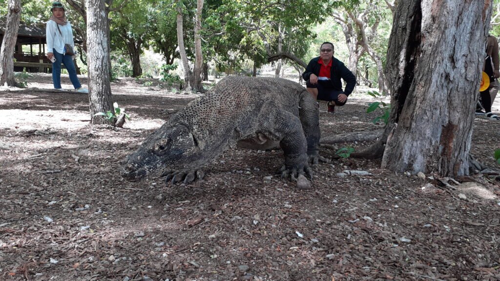 Komodo Island Shore Excursions